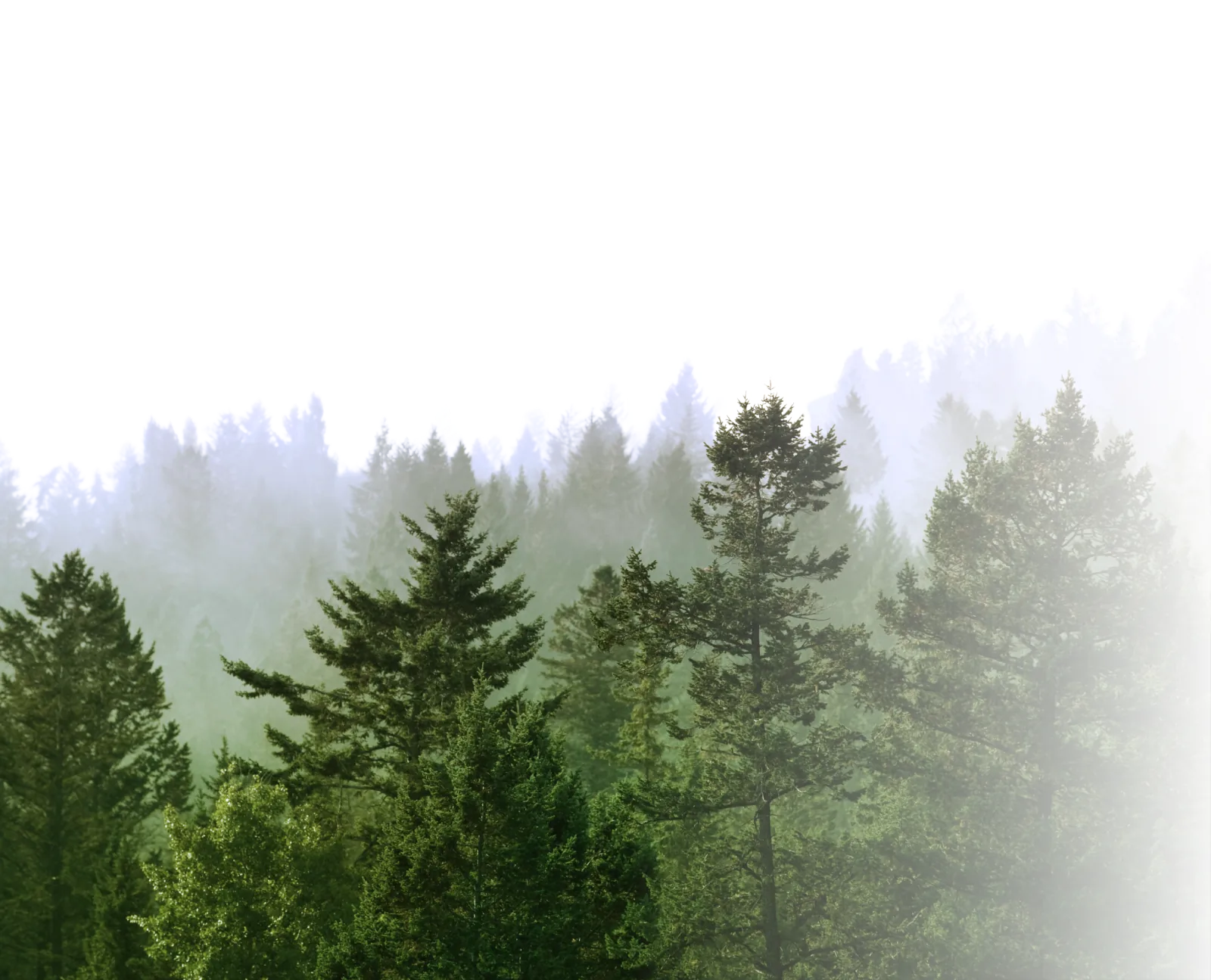 Mist drifting over a dense conifer forest canopy